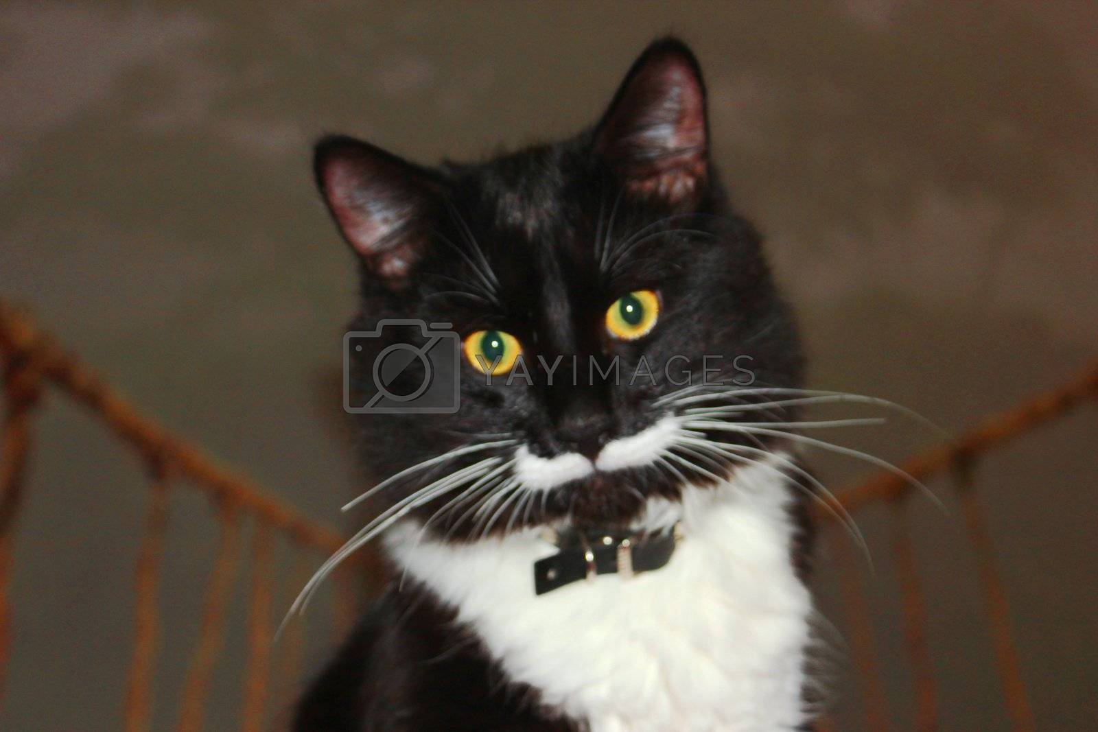 Black And White Cat With Long Mustache Royalty Free Stock Image Yayimages Royalty Free Stock Photos And Vectors,Anniversary Ideas
