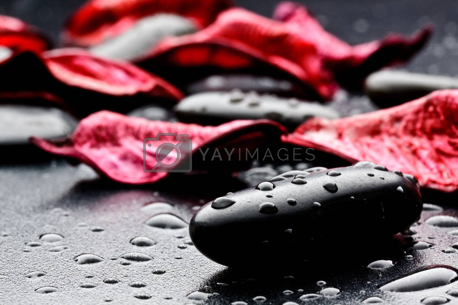 Royalty free image of wet black stones and petal by maxg71