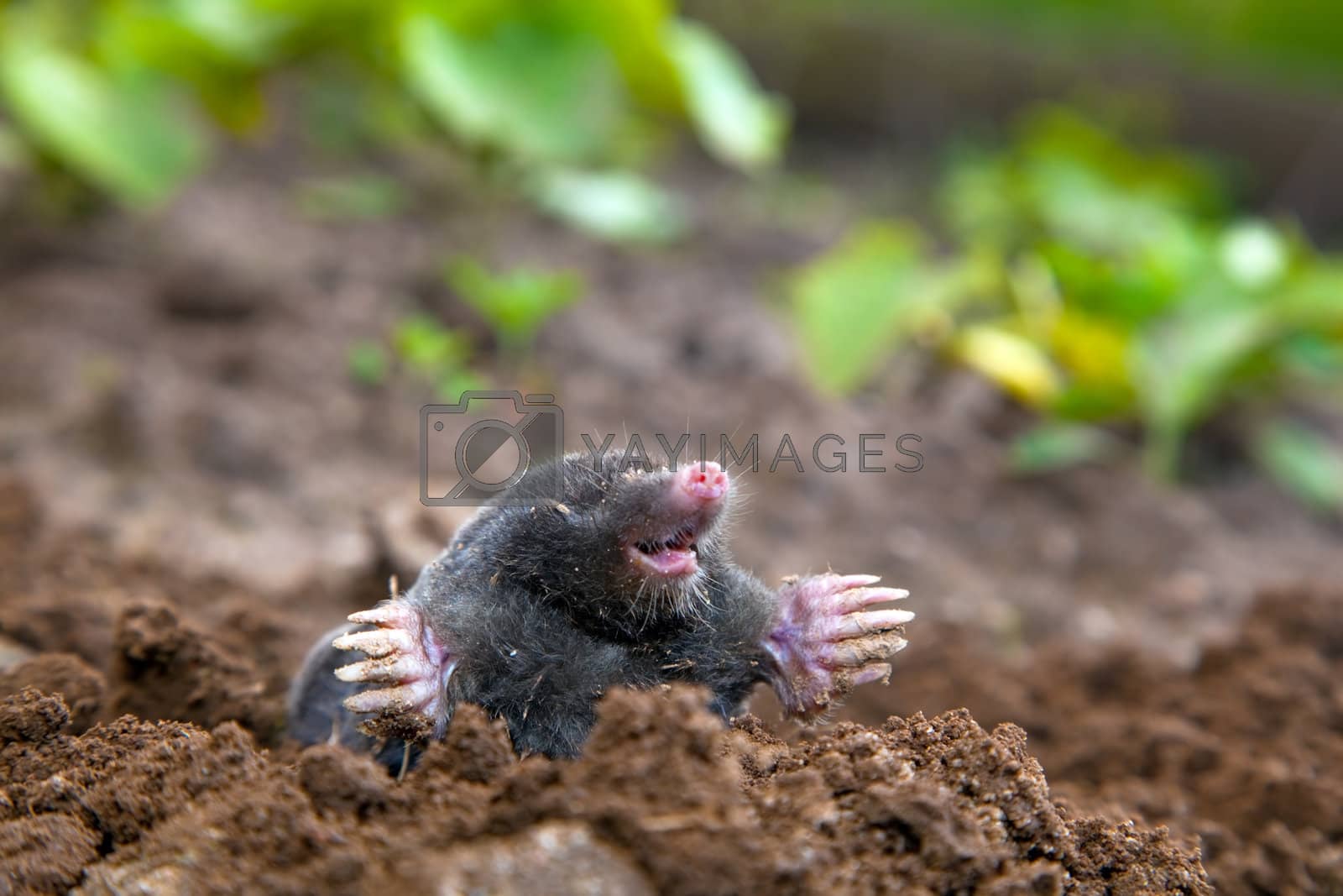 Royalty free image of Mole in ground by photocreo