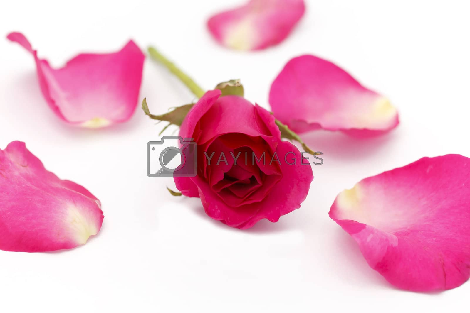 Royalty free image of Red Rose by jame_j@homail.com