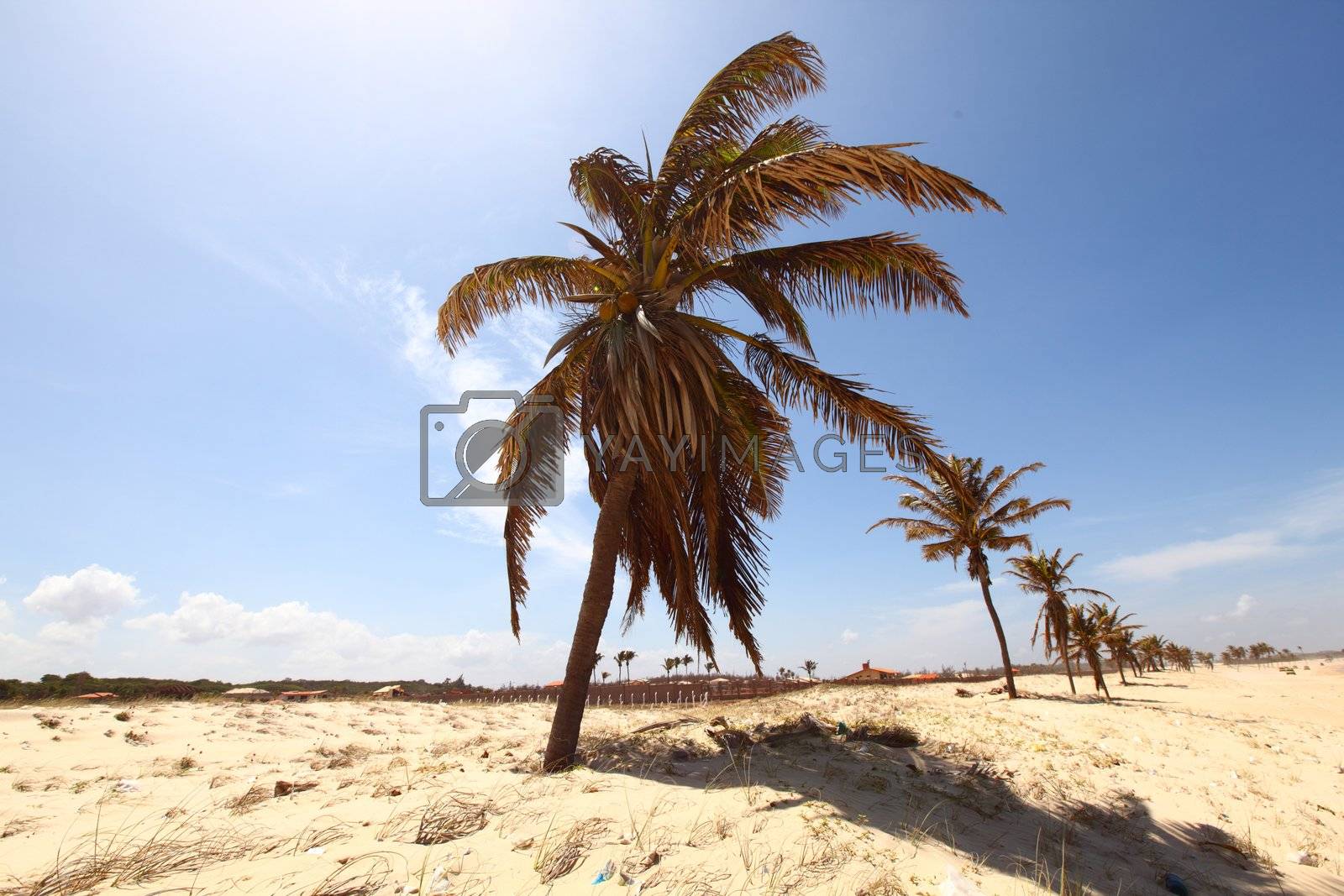 Royalty free image of desert palm by Yellowj