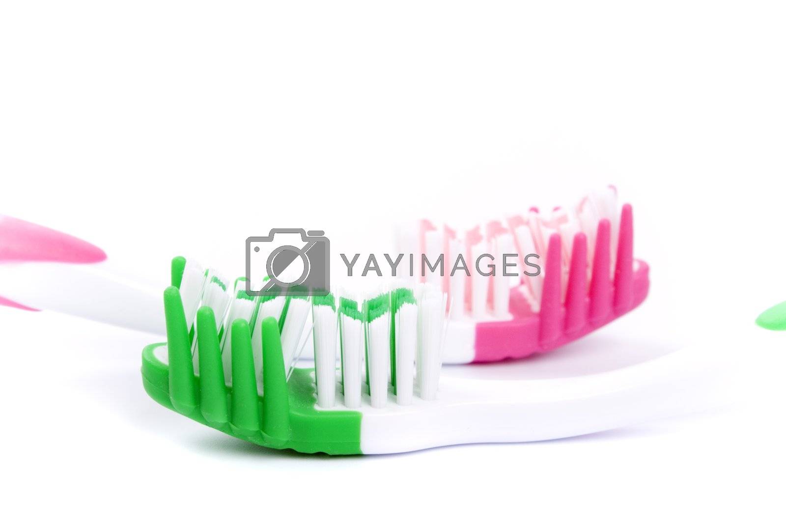 Royalty free image of two toothbrushes by marylooo