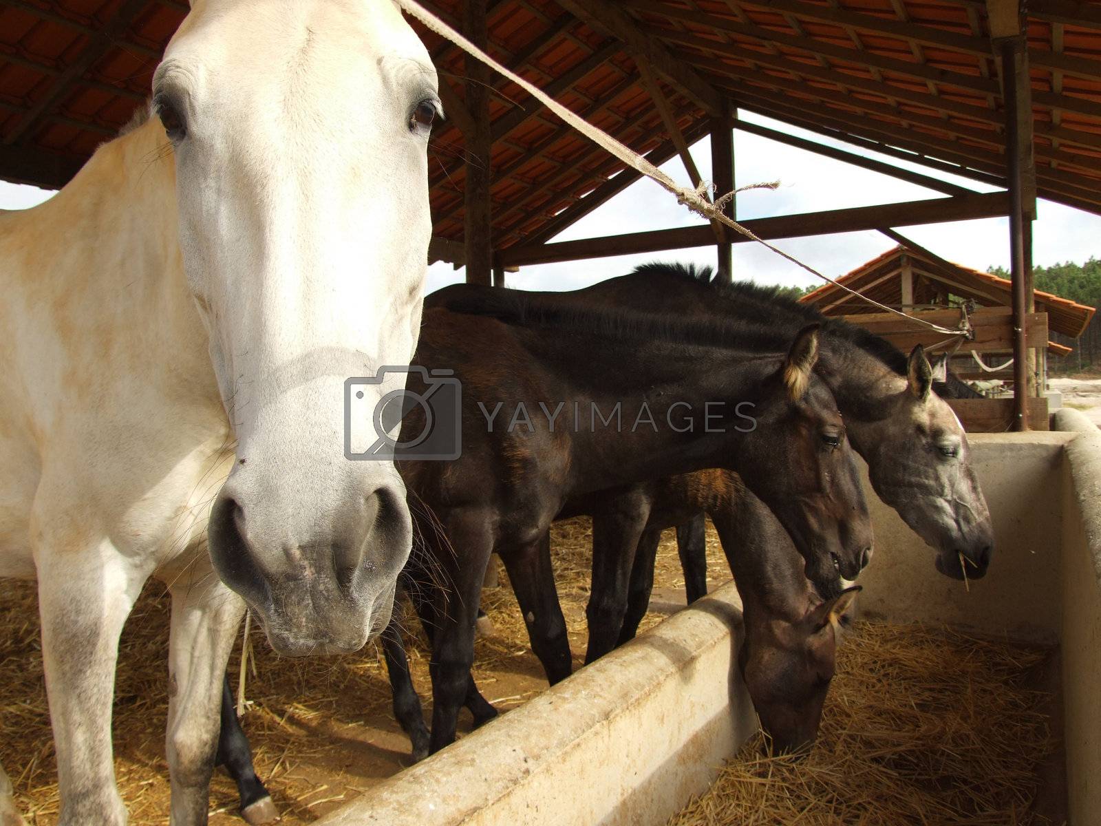 Royalty free image of Horse Feeding by PauloResende