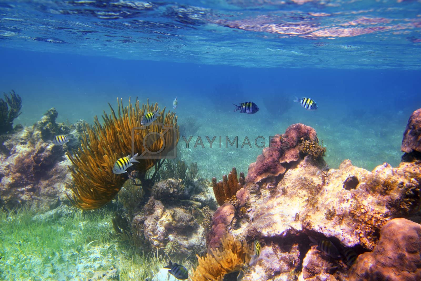 Royalty free image of Sergeant Major fishes in caribbean reef Mexico by lunamarina