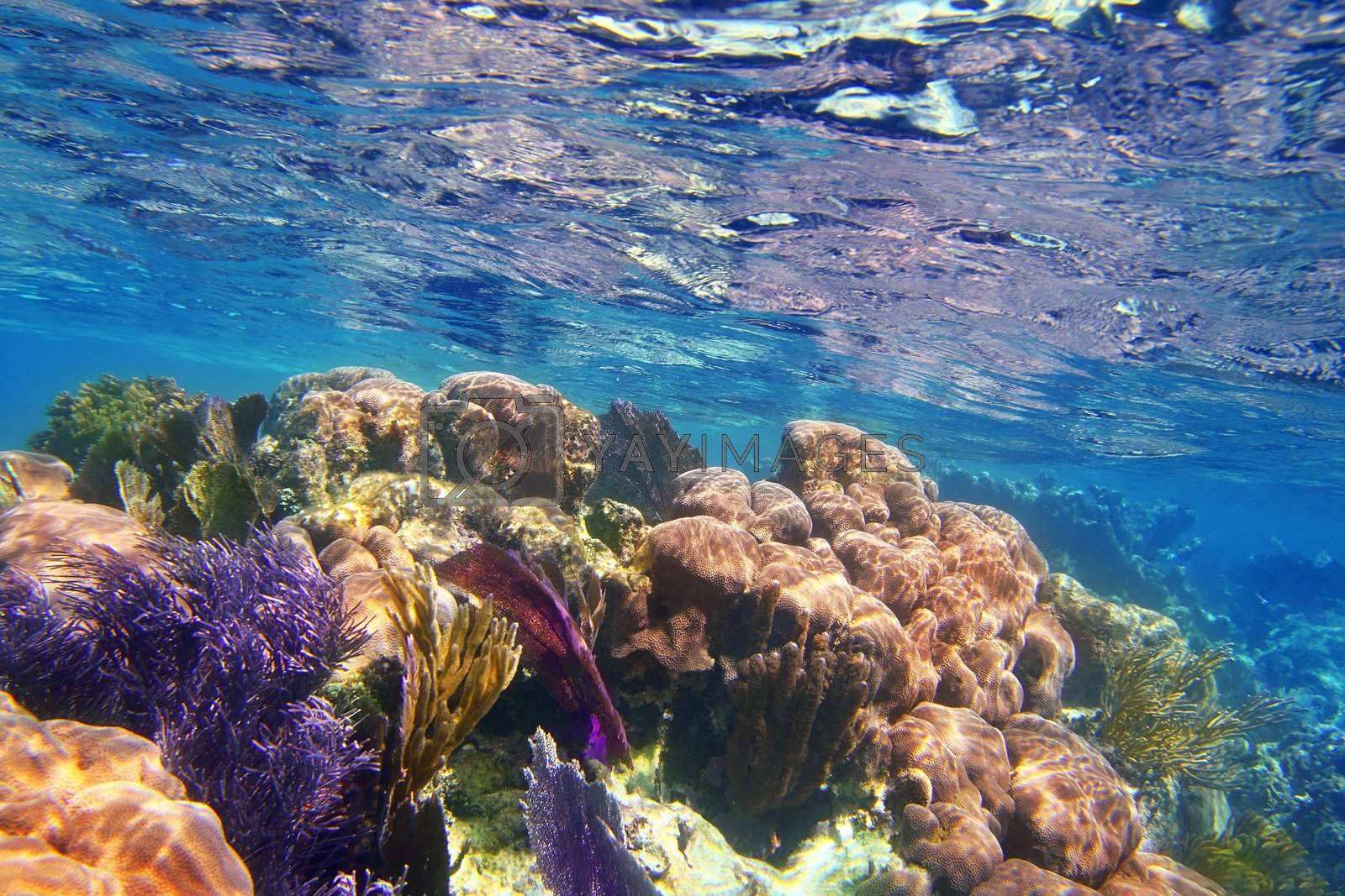 Royalty free image of Caribbena coral reef Mayan riviera colorful by lunamarina