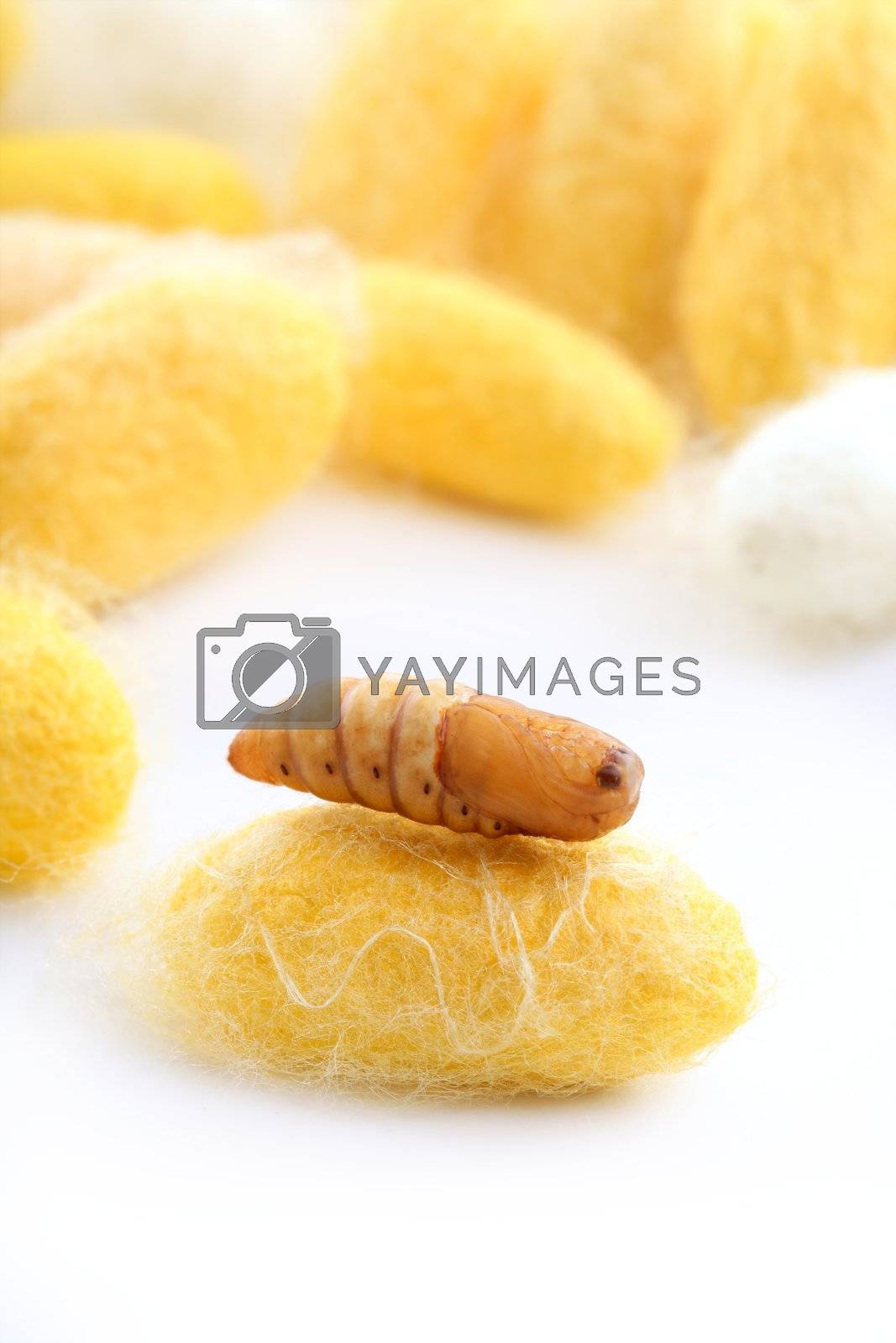 Royalty free image of chrysalis silkworm on silk worm cocoon by lunamarina