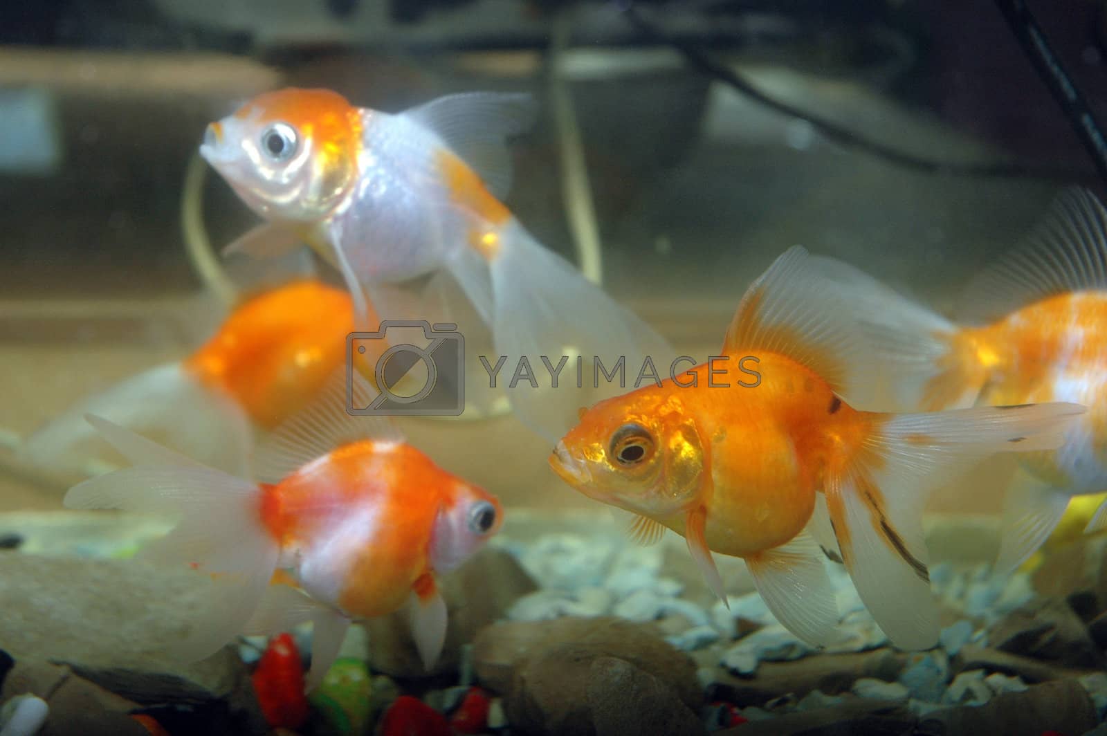 Royalty free image of goldfish  by antonihalim