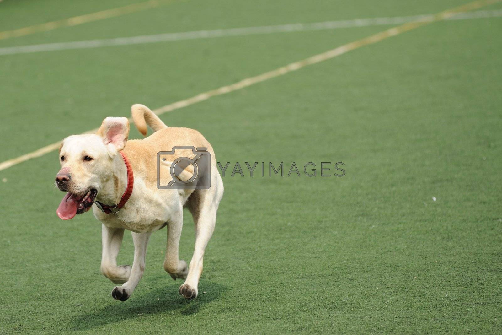 Royalty free image of Labrador dog running by raywoo