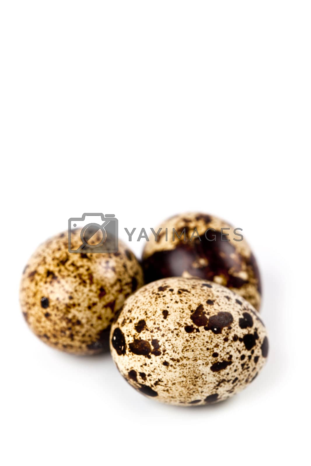 Royalty free image of three quail eggs by marylooo