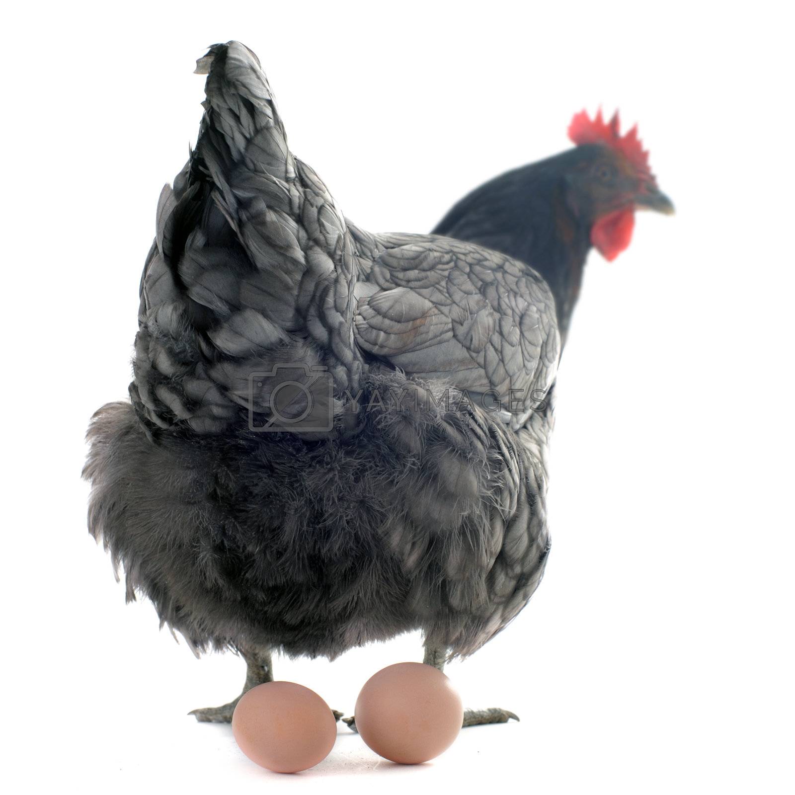 Royalty free image of chicken and eggs by cynoclub