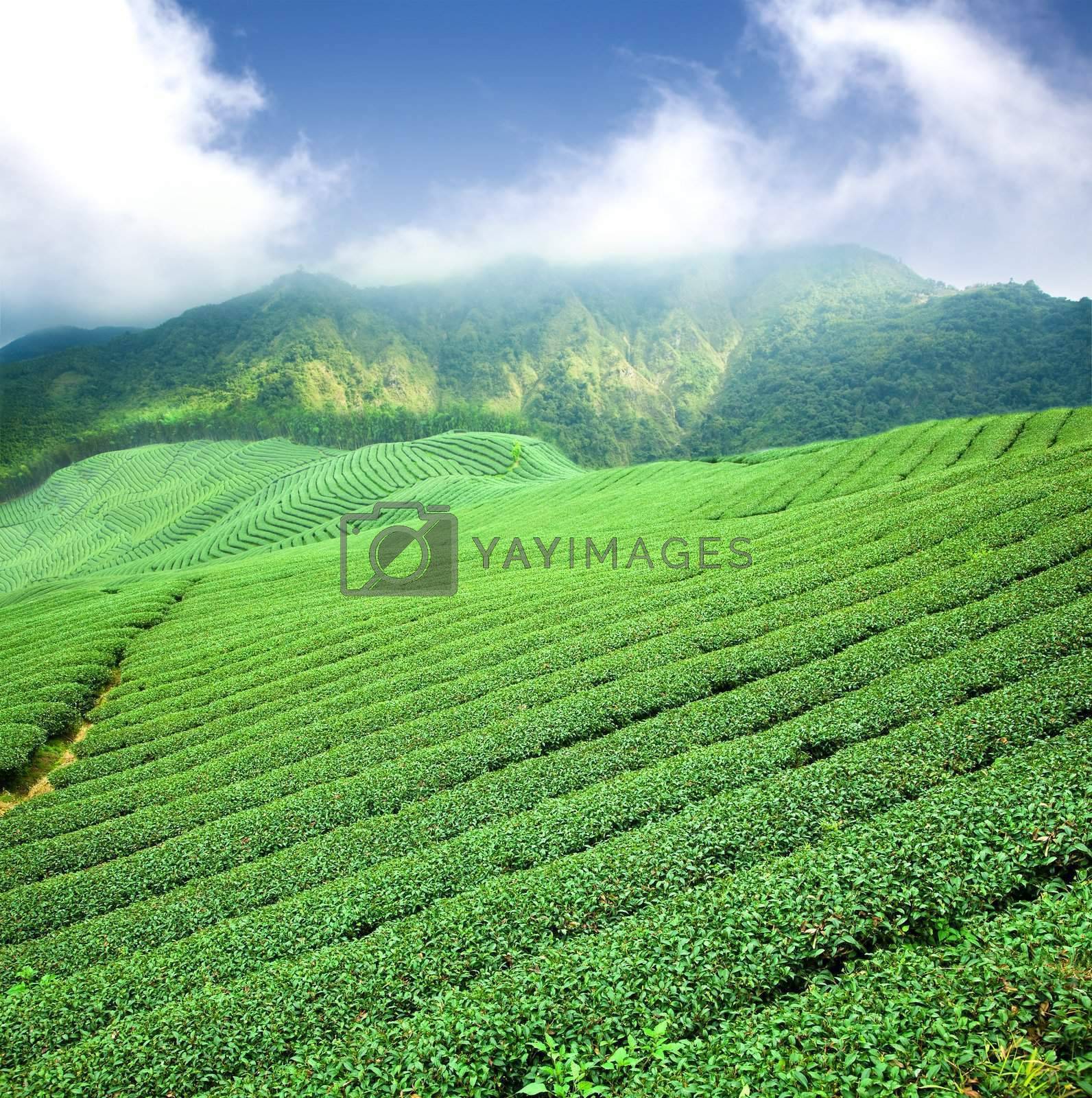 Royalty free image of green tea plantation with cloud in asia by tomwang