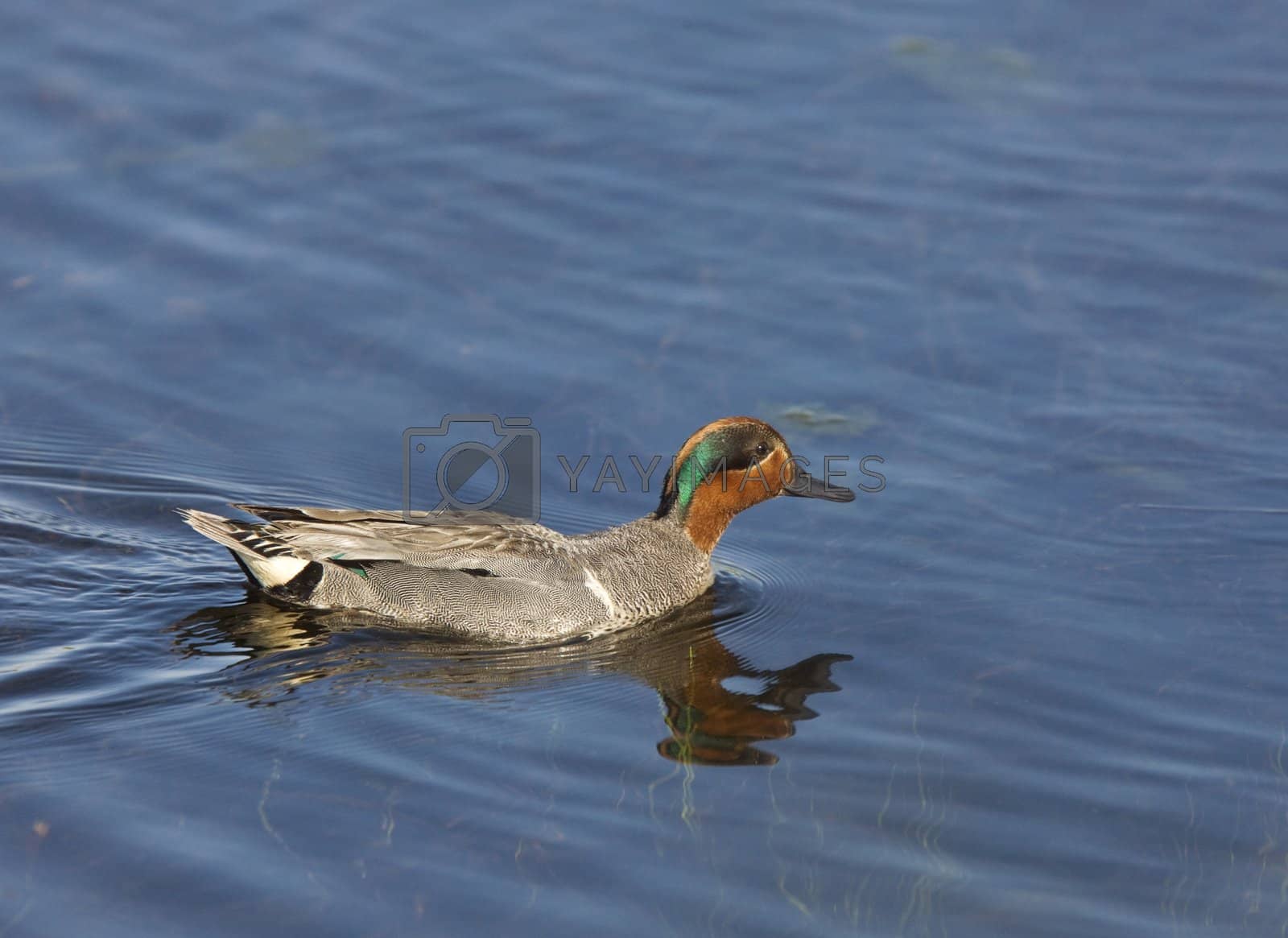 Royalty free image of green winged teal  by pictureguy