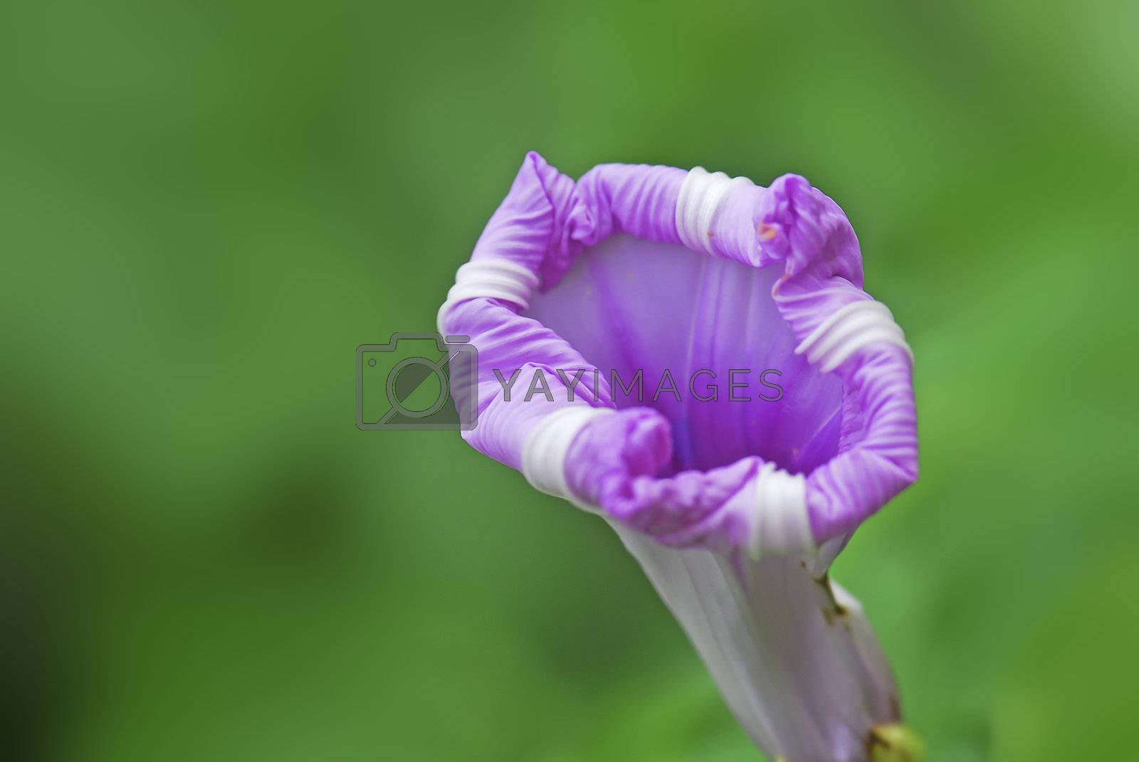 Royalty free image of morning glory by xfdly5