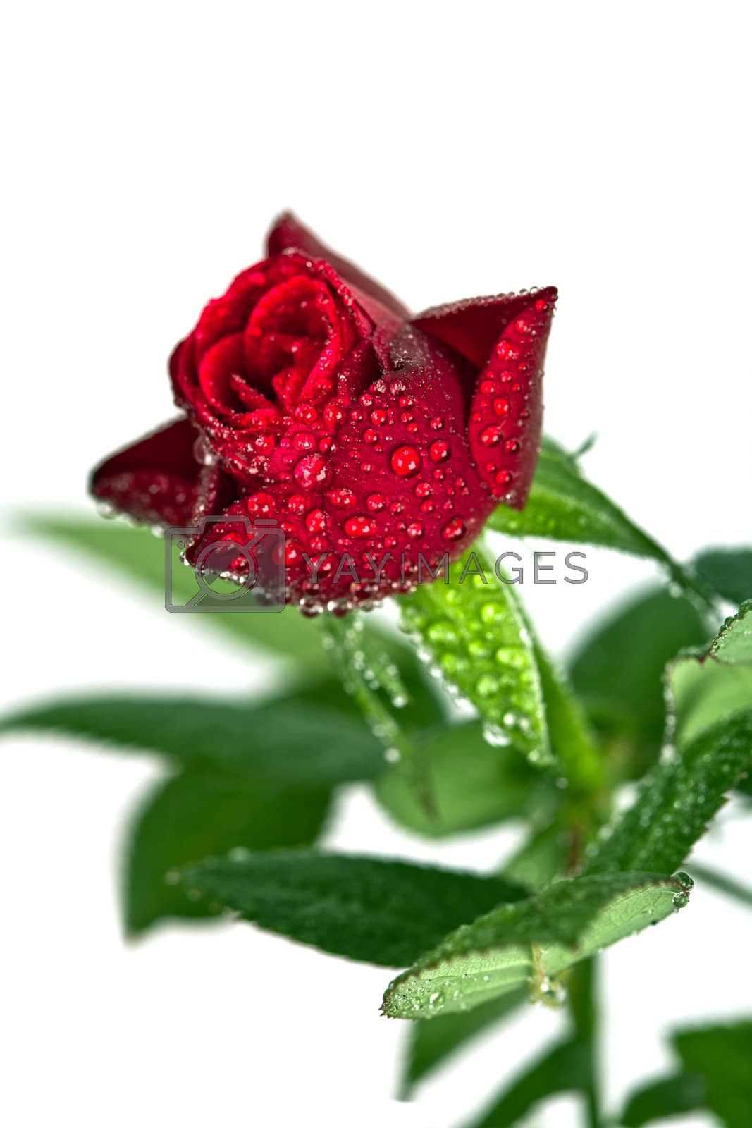Royalty free image of red rose with water drops  by marylooo