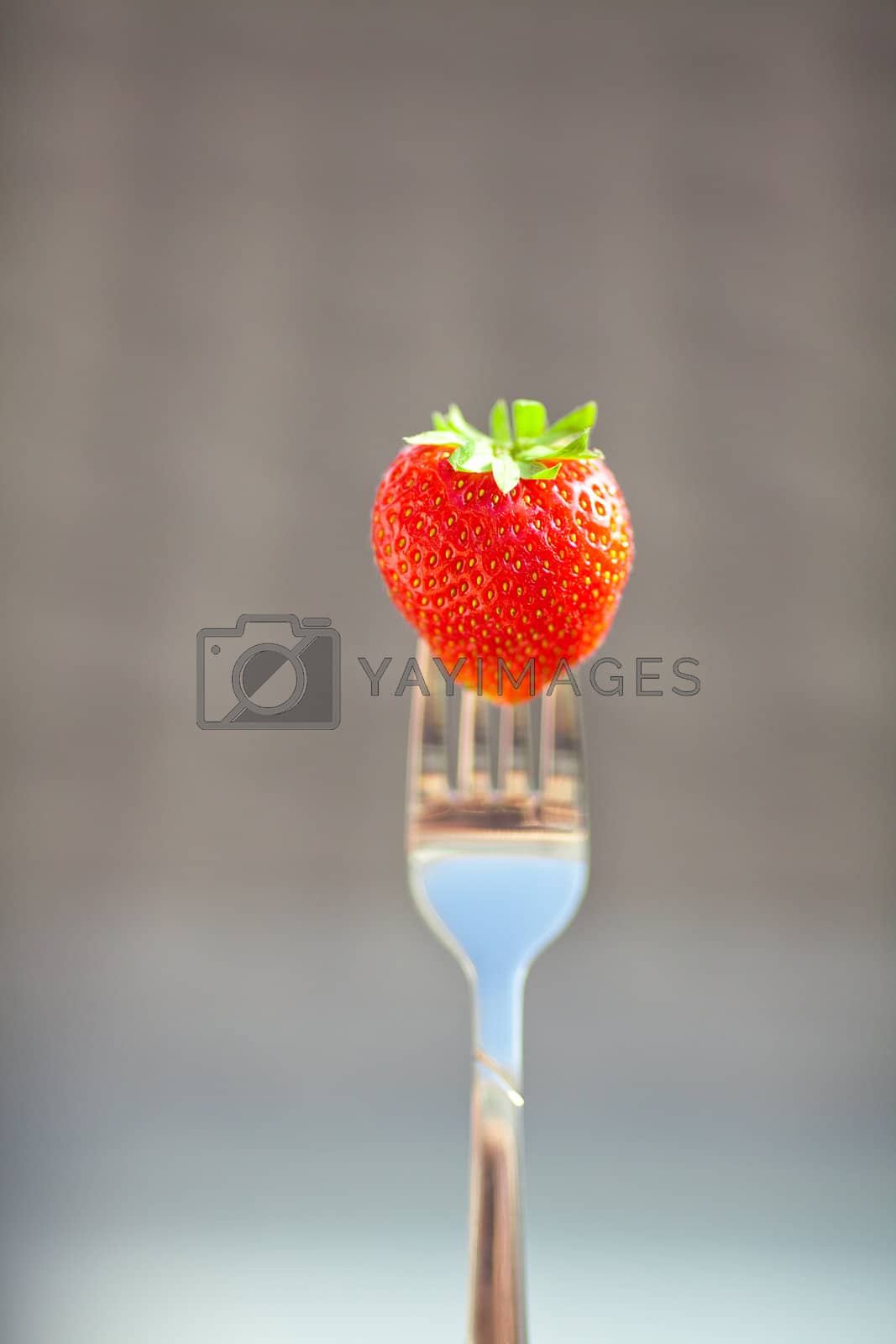 Royalty free image of strawberry on a fork in the daylight by jannyjus
