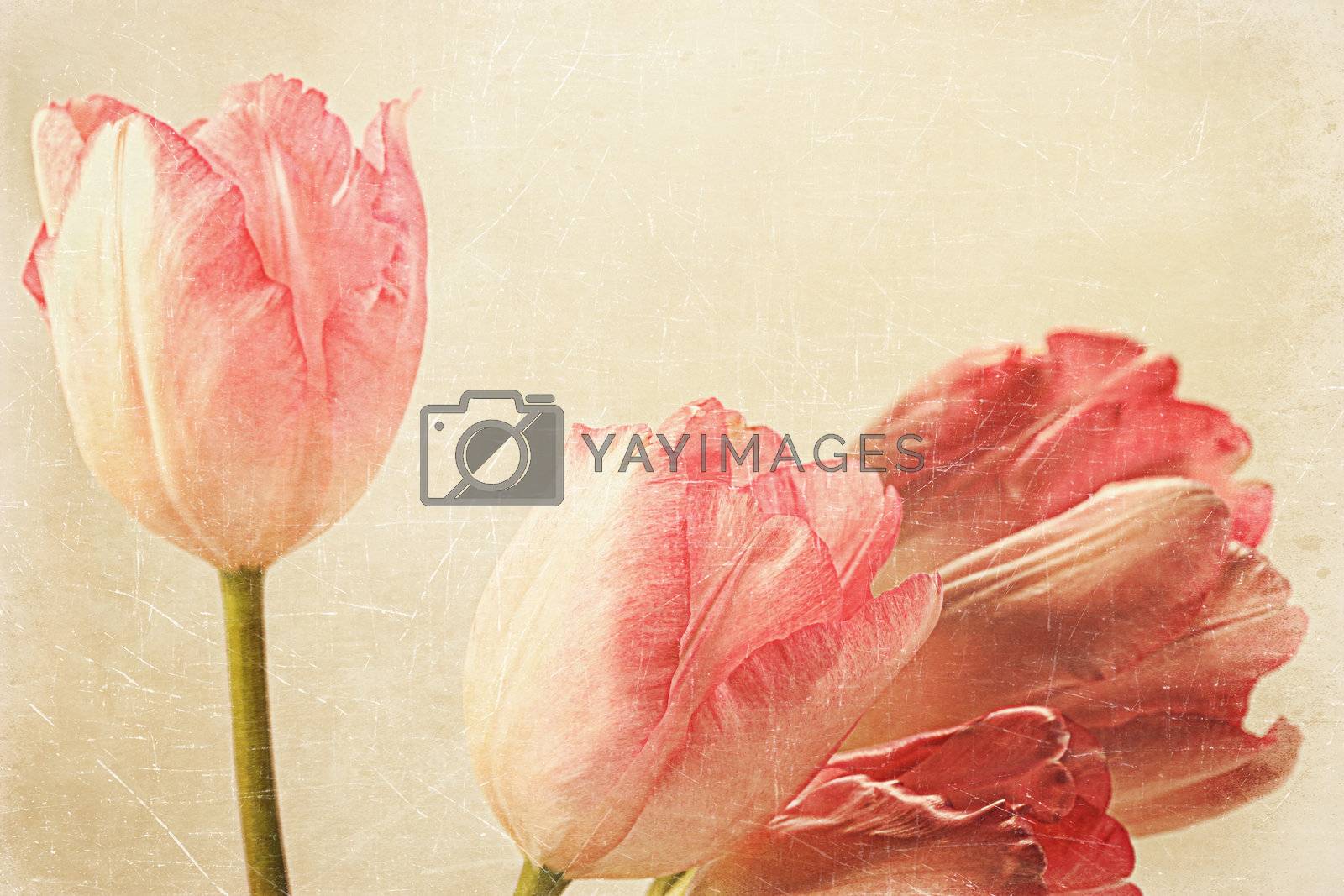 Royalty free image of Tulips with old vintage feeling by Sandralise