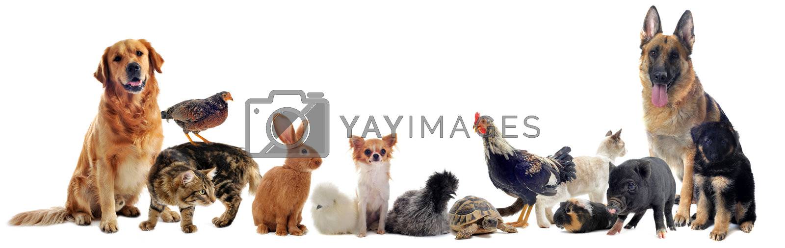group of pet in front of a white background