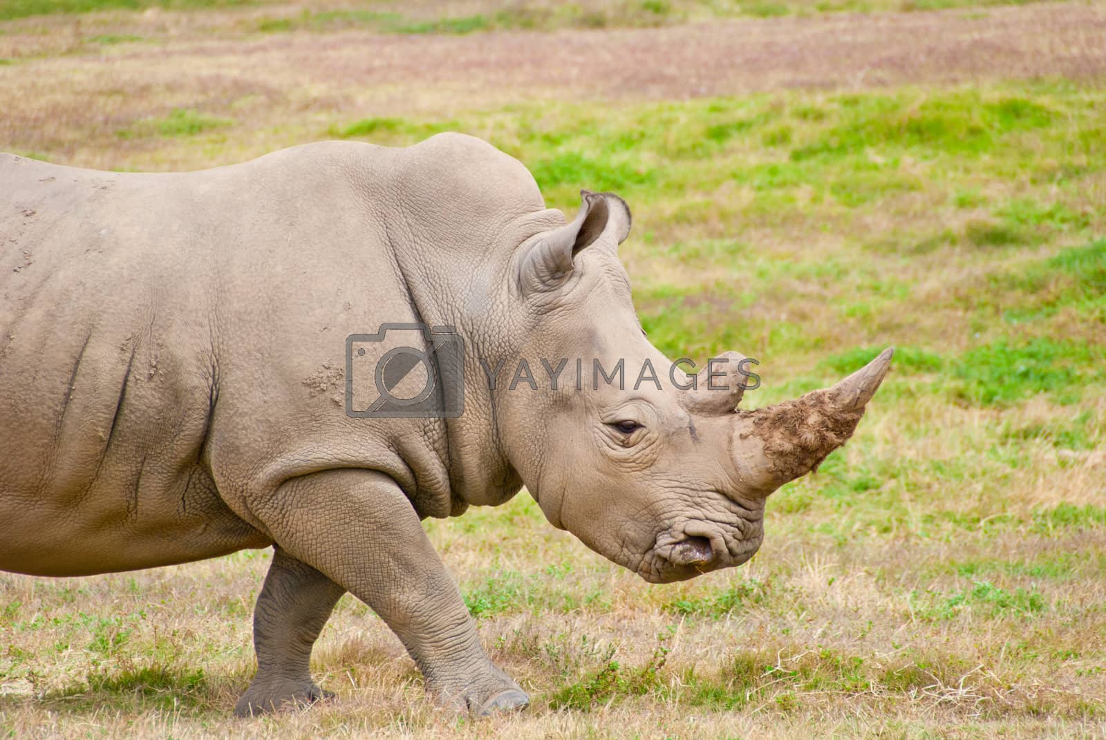 Royalty free image of Adult Rhino Walking On Dry Grassland by KonArt