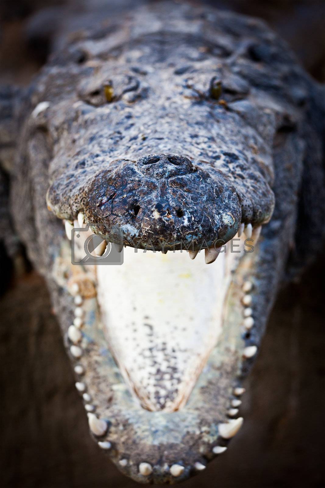 Royalty free image of Charging crocodile jaws by dimol
