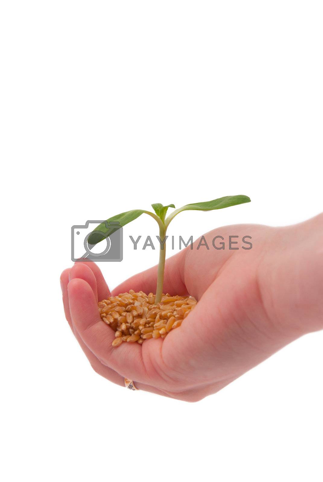 Royalty free image of Young sprout in the hand by firewings