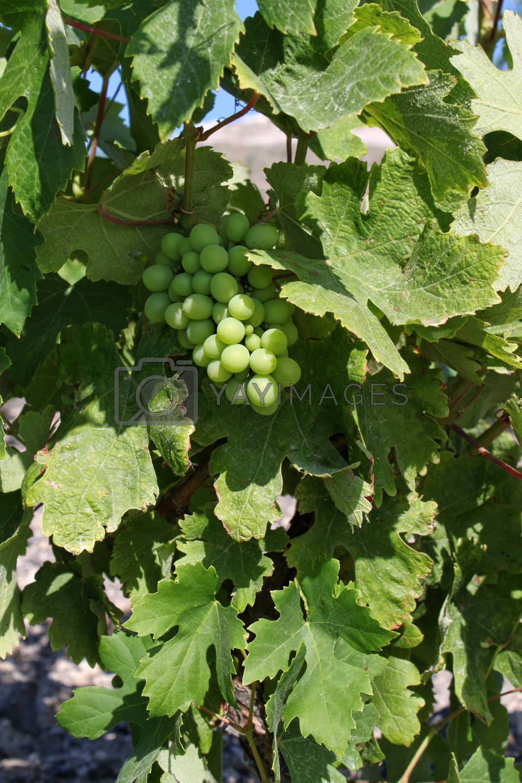 Royalty free image of Fresh green wine grapes by anterovium