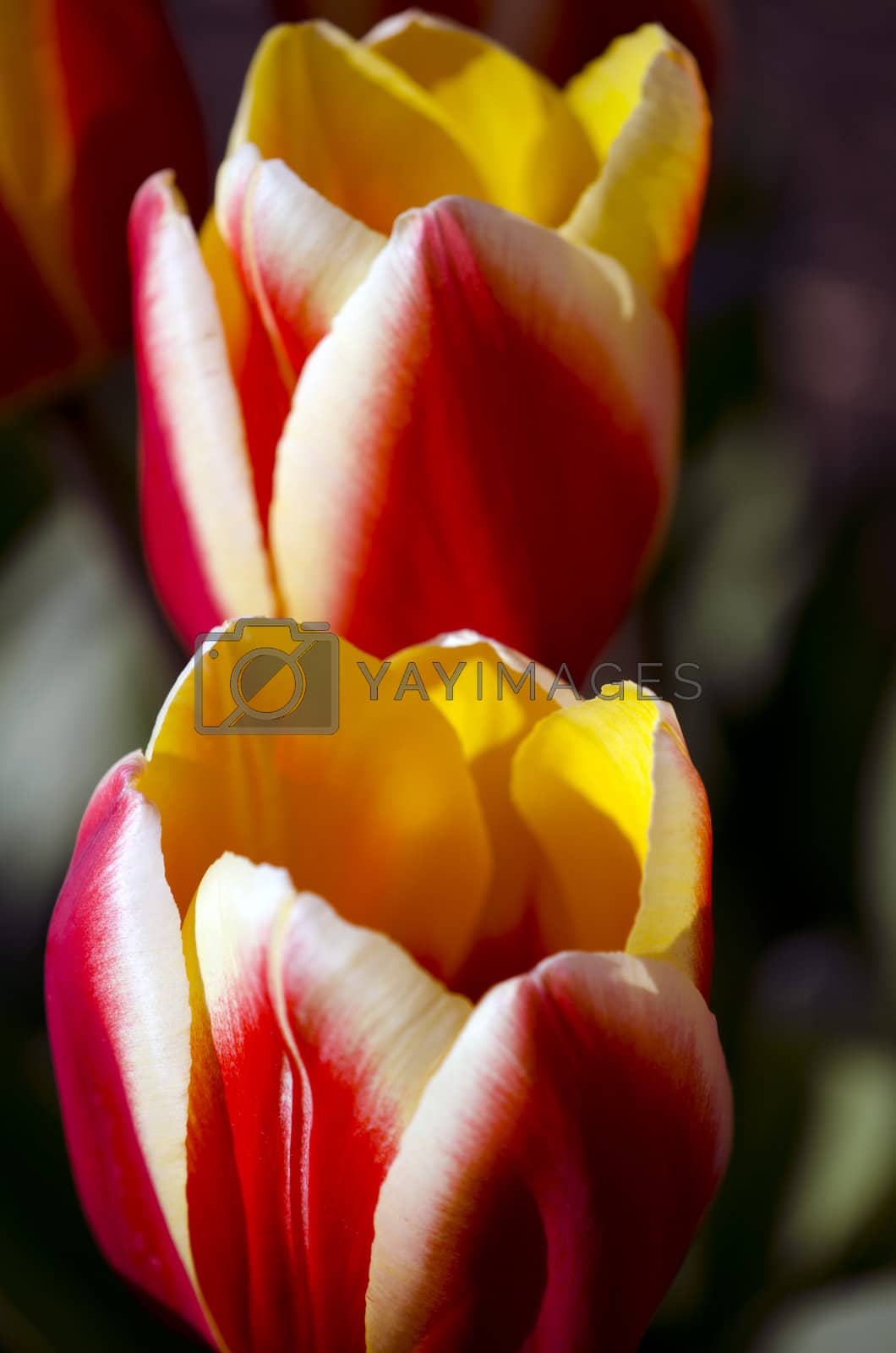 Royalty free image of two tullips by seattlephoto