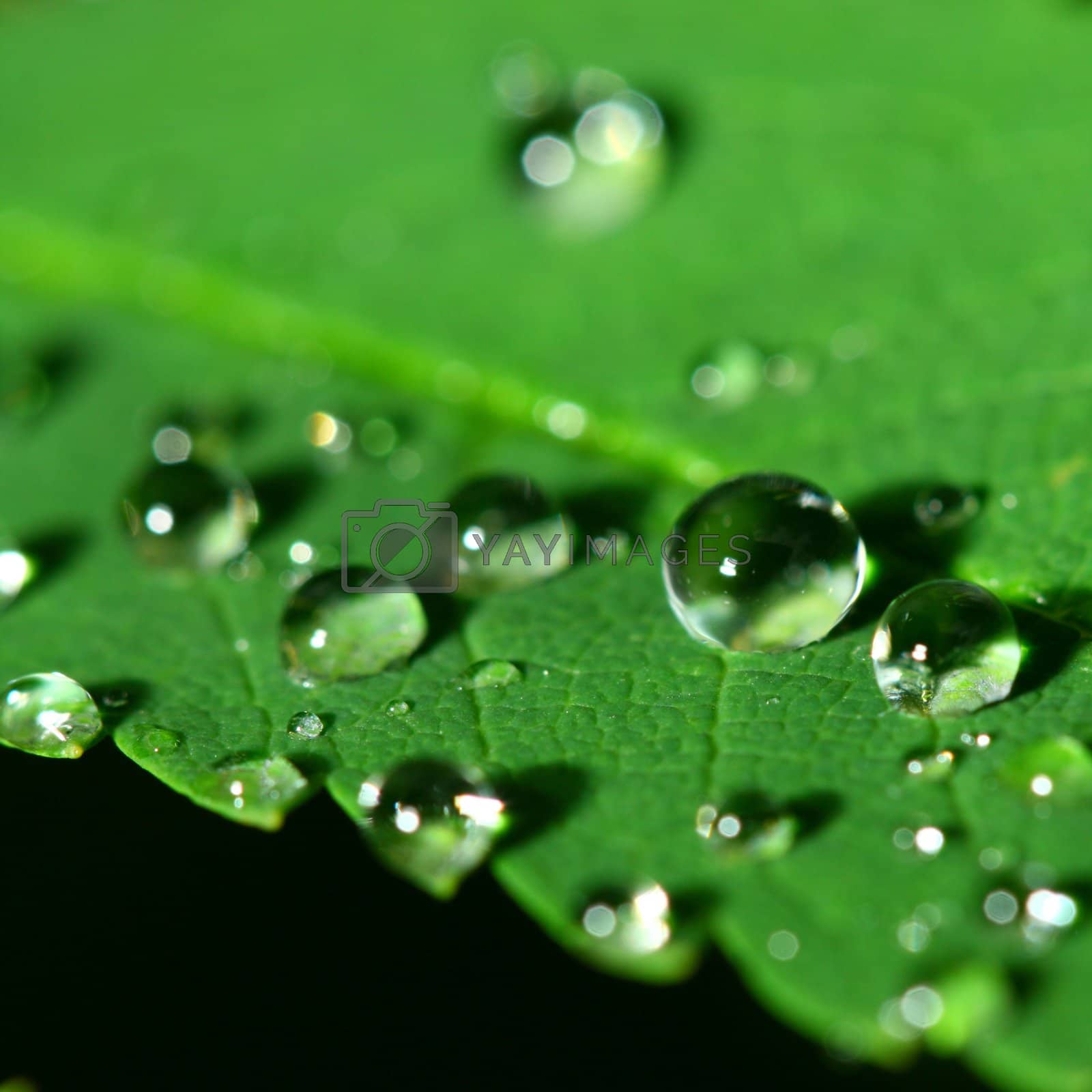 Royalty free image of natural waterdrop by Yellowj