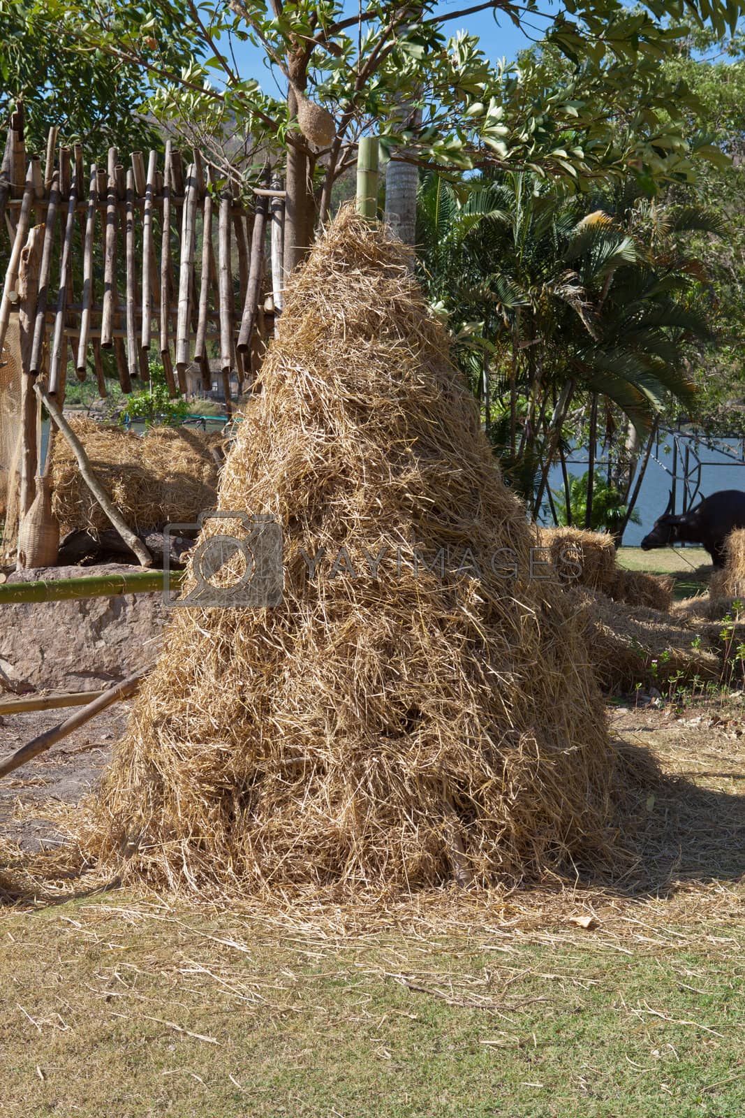 Royalty free image of Pile of rice straw by pinkblue