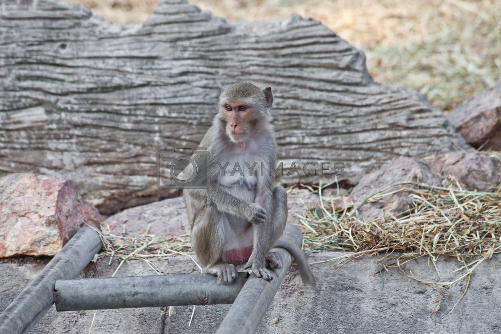 Royalty free image of Monkey in a zoo by pinkblue