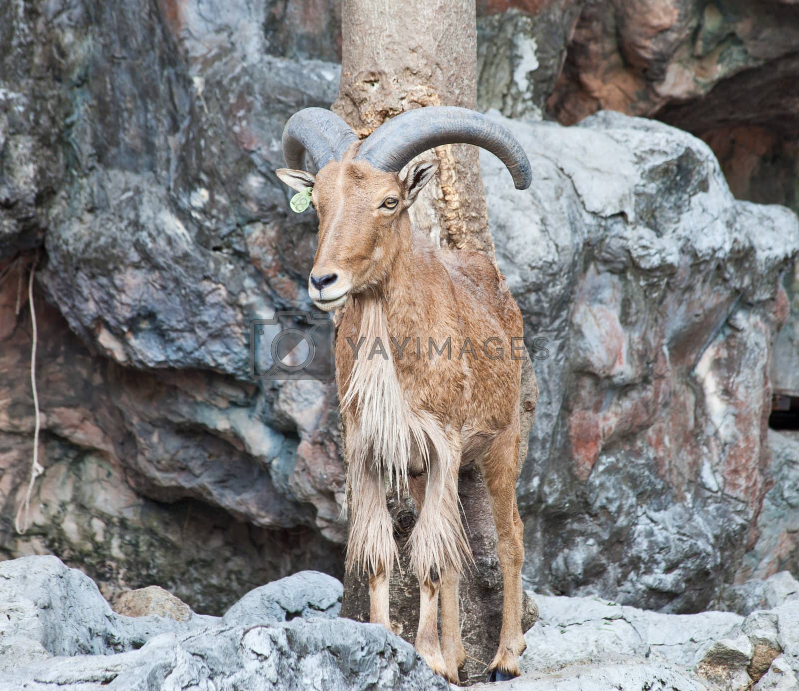 Royalty free image of barbary sheep by pinkblue