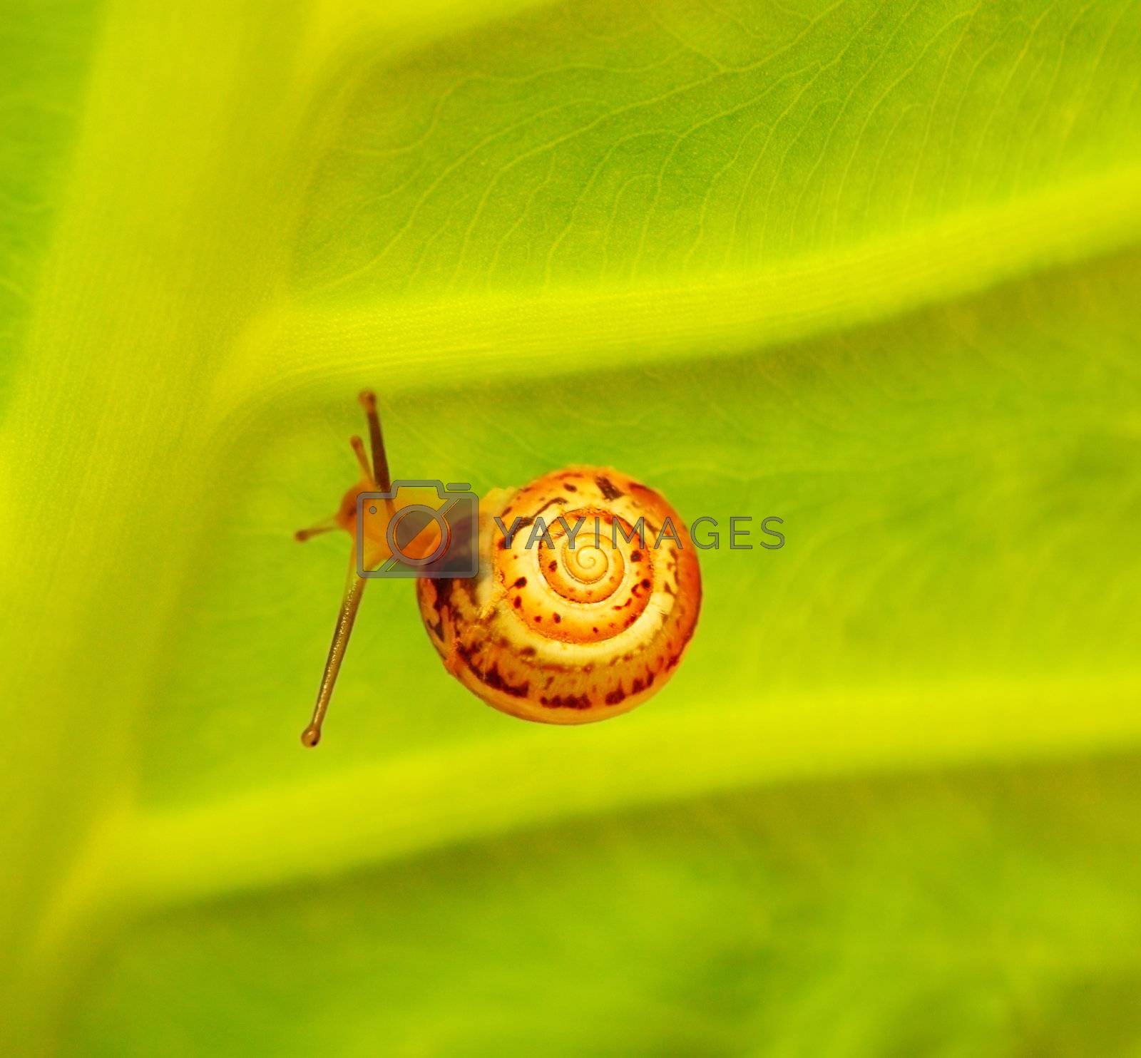 Royalty free image of Little snail  by Anna_Omelchenko