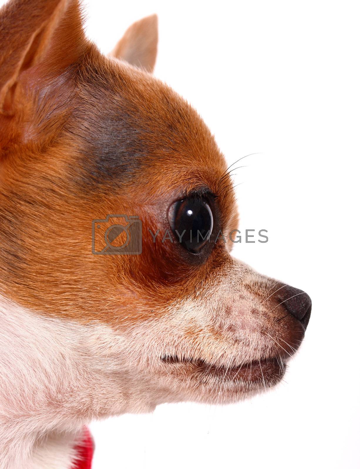 Close Up Of A Cute Little Chihuahua's Face