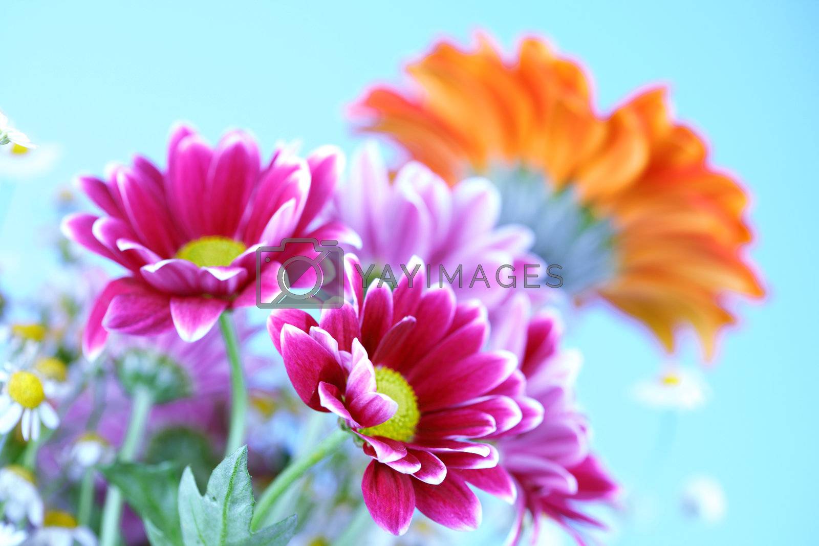 Royalty free image of colourful summer flowers by Yellowj