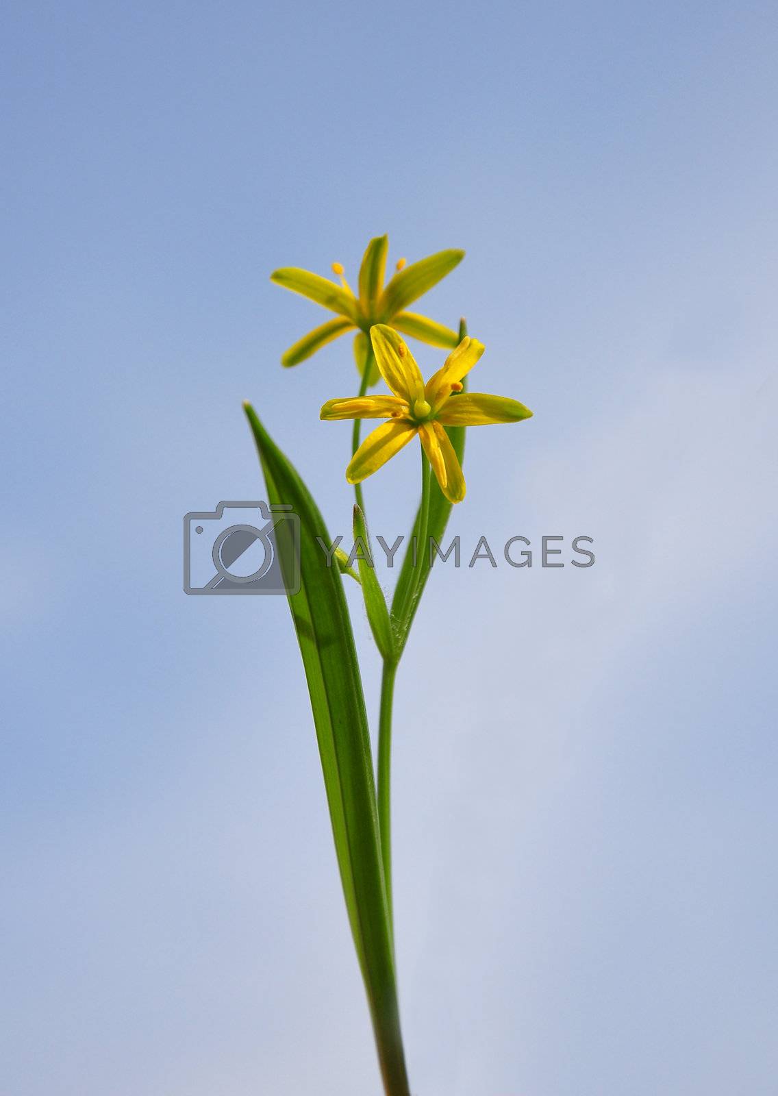 Royalty free image of Yellow Star-of-Bethlehem (Gagea lutea) by rbiedermann