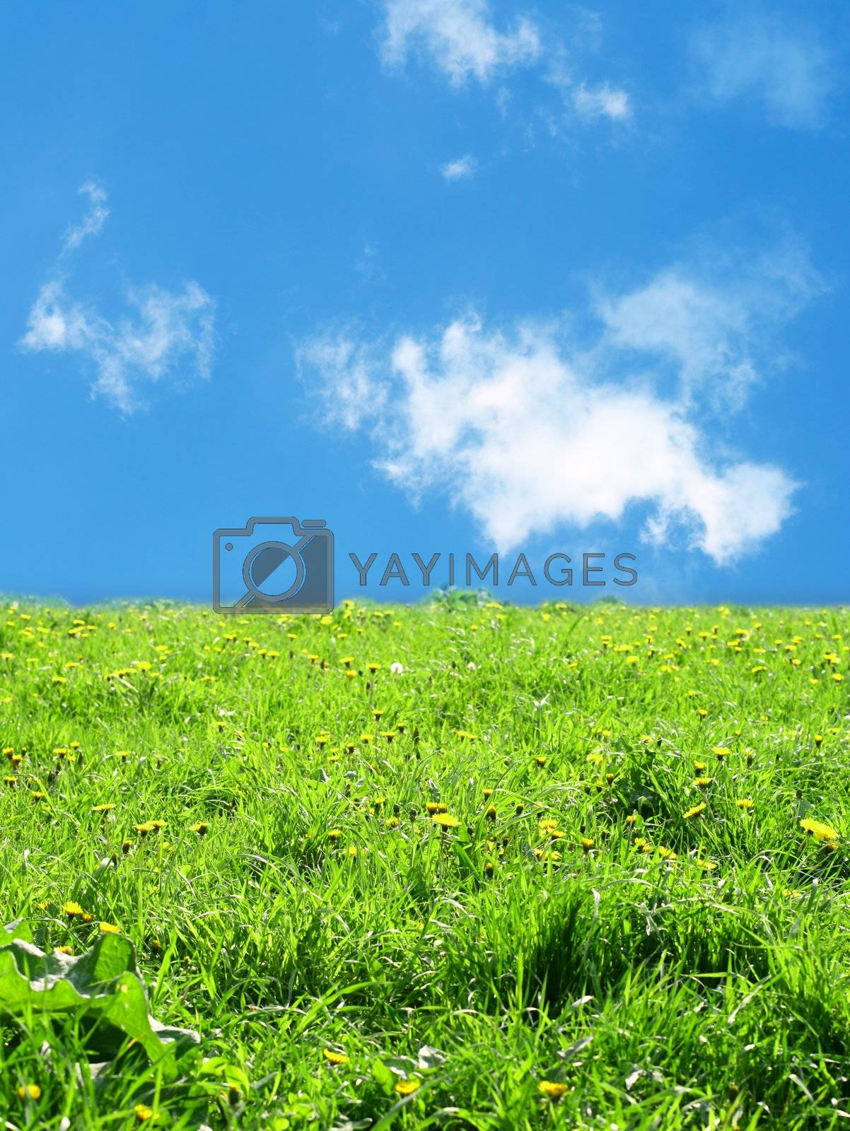 Royalty free image of green grass landscape by Yellowj