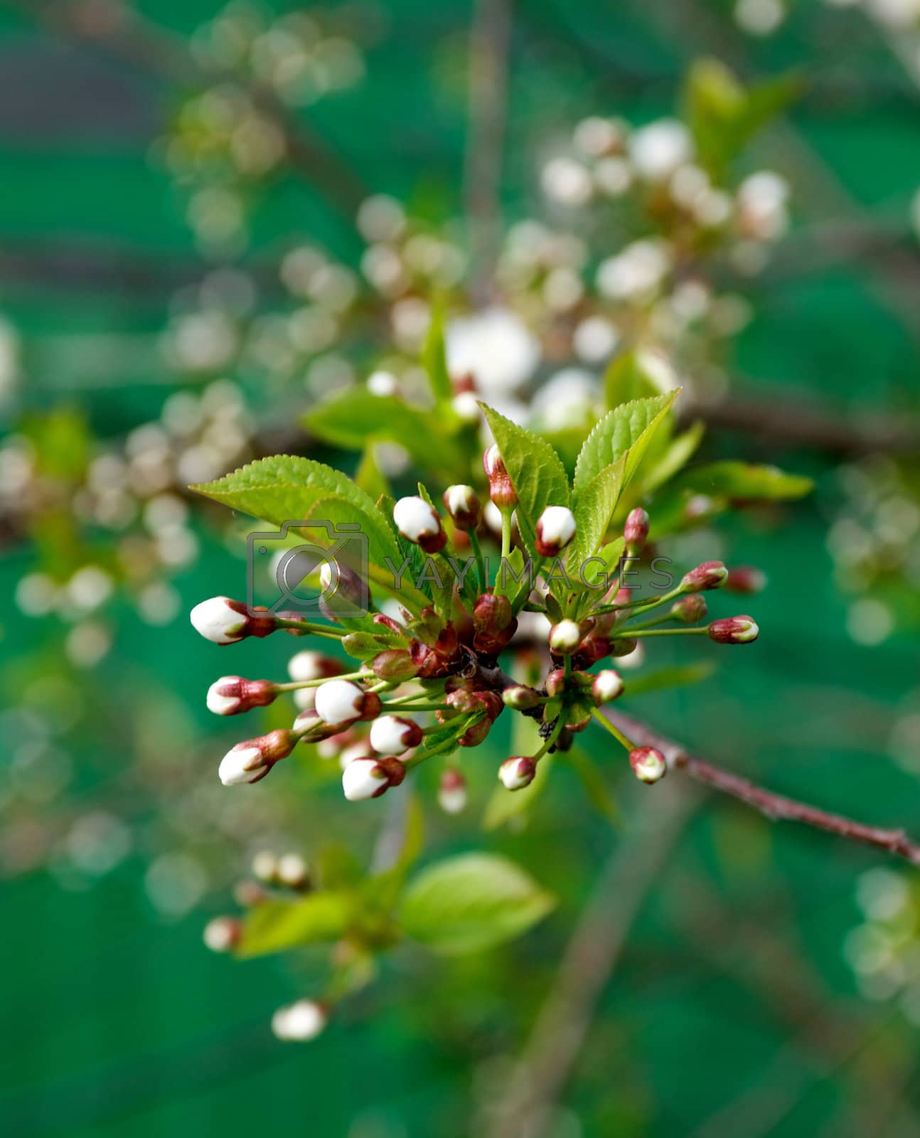 Royalty free image of Flower-bud of cherry tree by zhekos