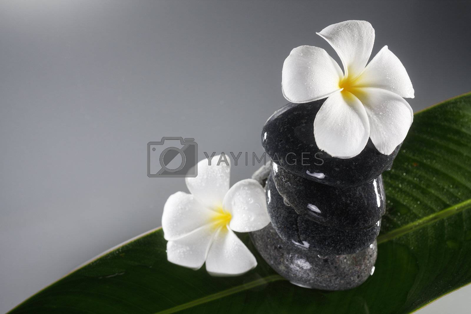 Royalty free image of frangipani by eskaylim