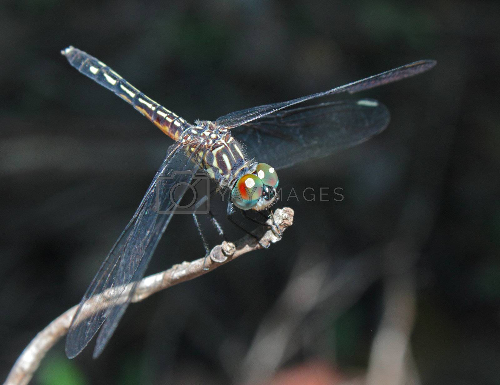 Royalty free image of Dragonfly close up by swimwitdafishes