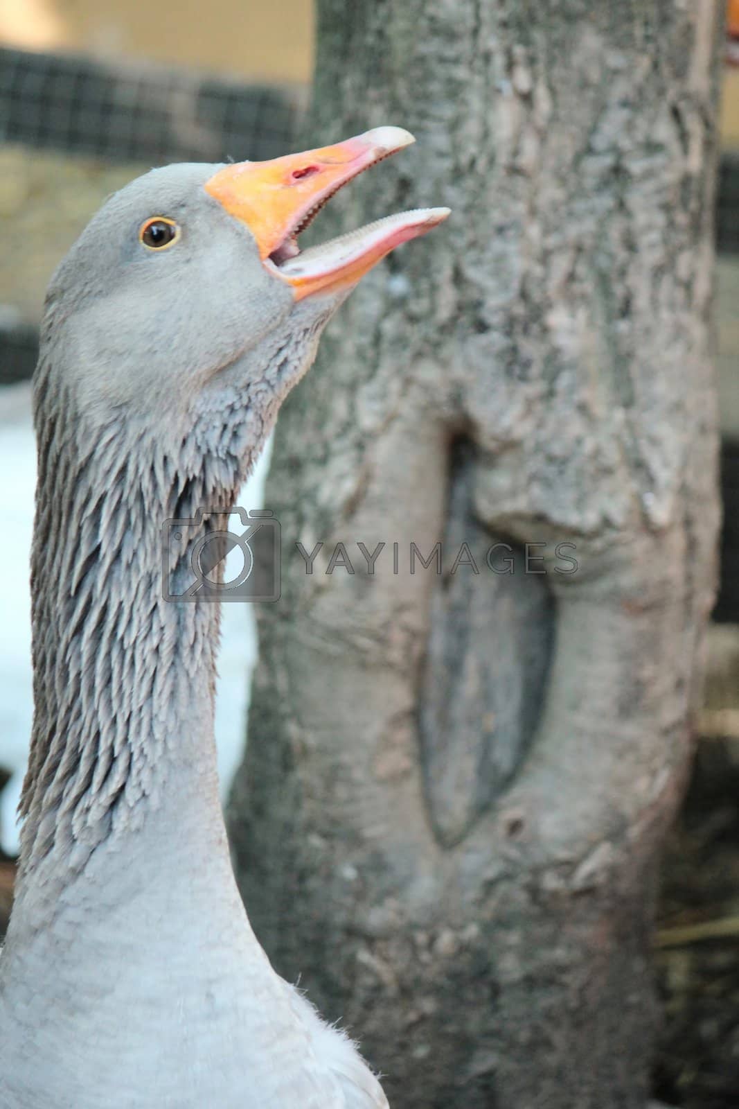 Royalty free image of Goose beak open by Elenaphotos21