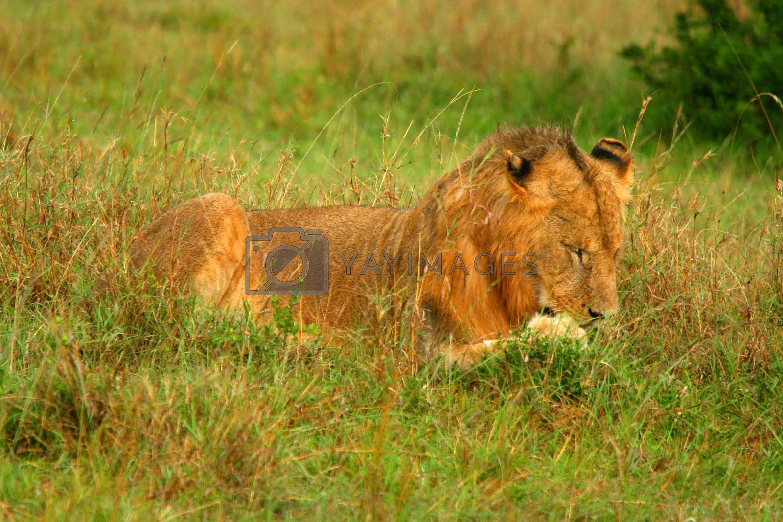 Royalty free image of Wild African Lion by Anna_Omelchenko