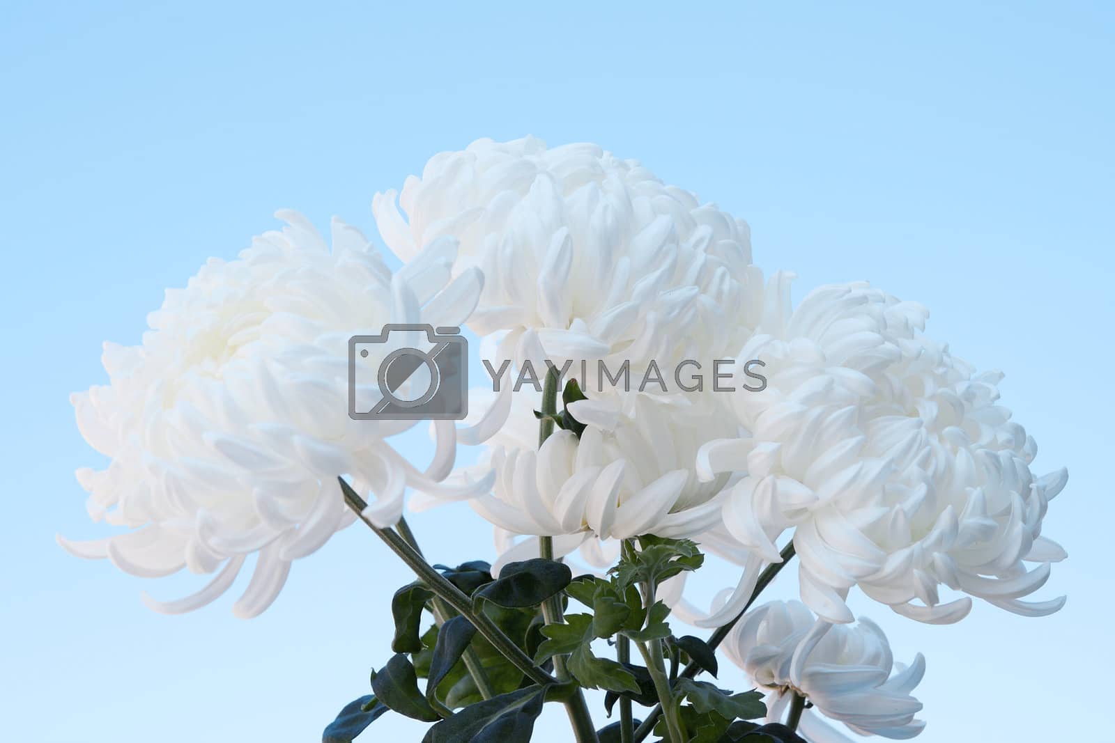 Royalty free image of White fluffy chrysanthemums by sever180