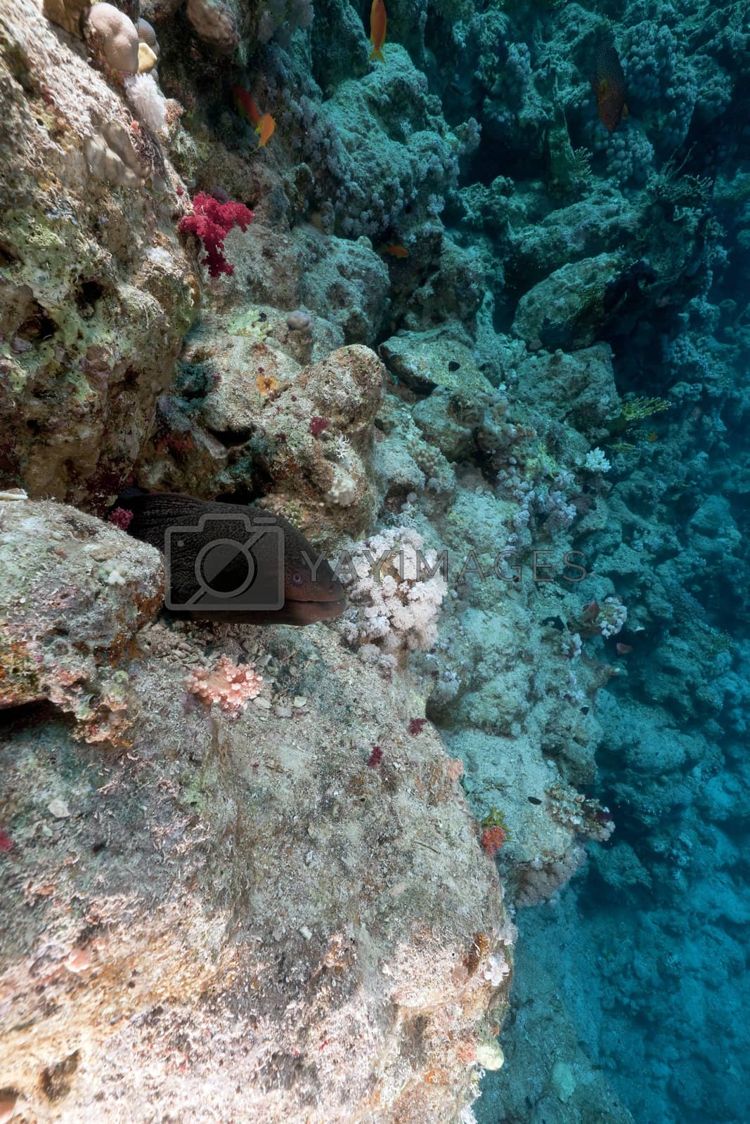 Royalty free image of Giant moray and tropical reef in the Red Sea. by stephankerkhofs