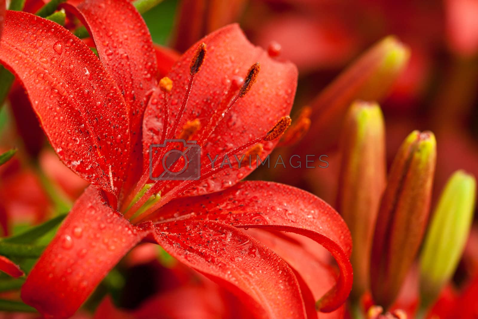 Royalty free image of red lilly flowers by marylooo