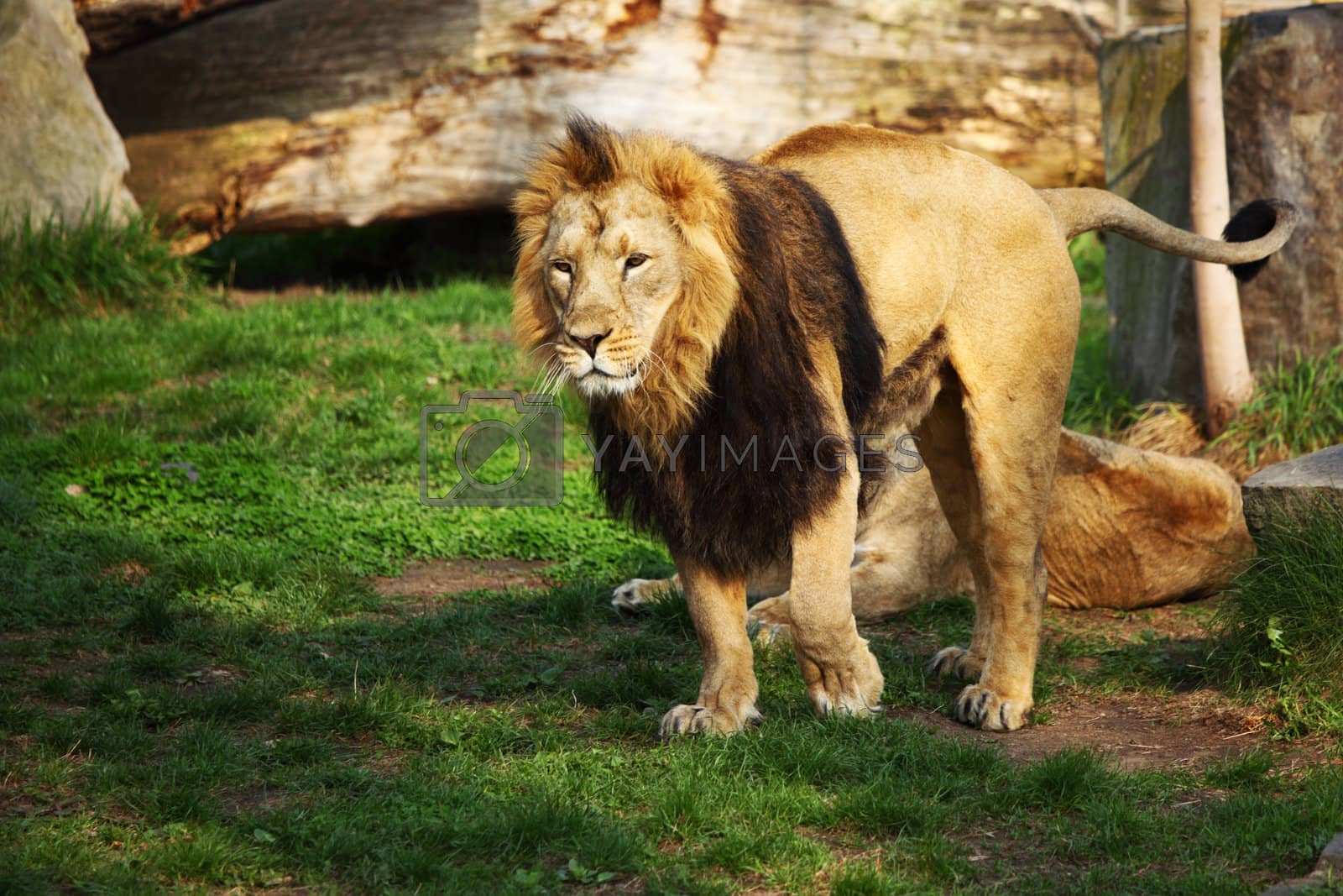Royalty free image of lion by Yellowj