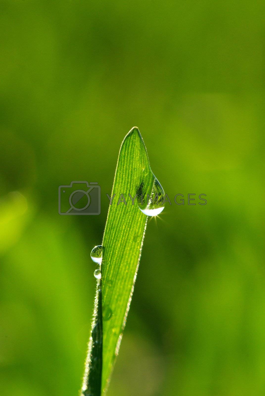 Royalty free image of dew drop  by Pakhnyushchyy