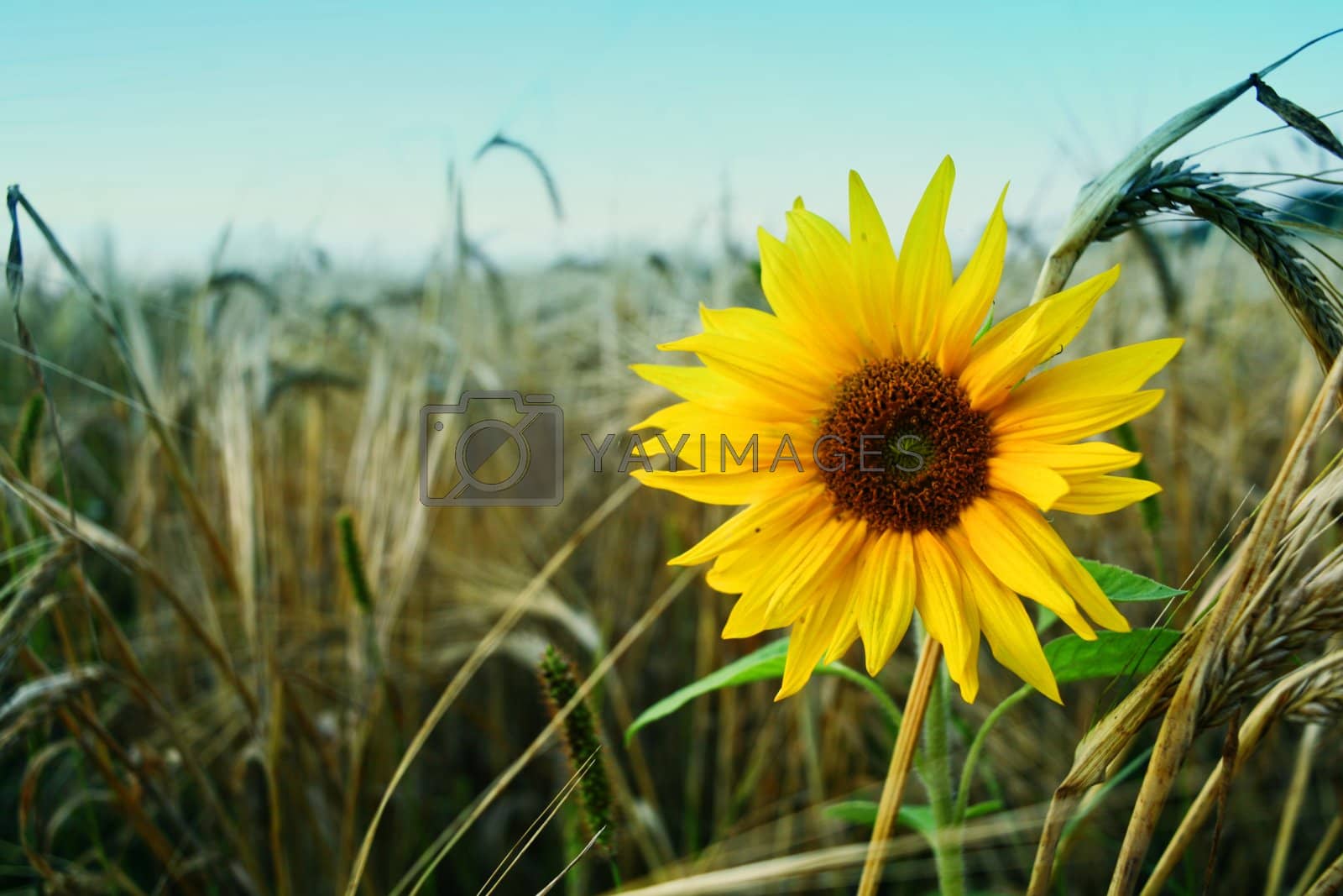 Royalty free image of Solitute sunflower by velkol