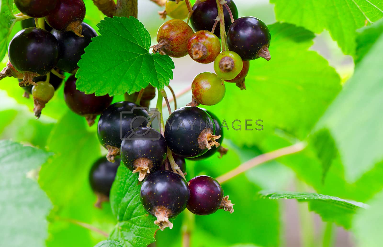 Royalty free image of blackcurrant in the garden by motorolka
