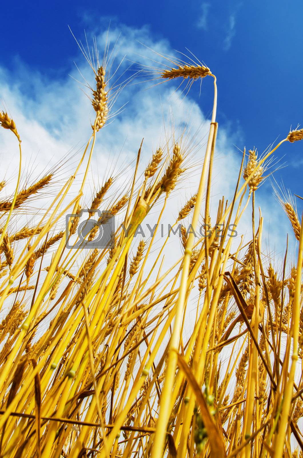 Royalty free image of wheat field and blue sky with clouds by mycola