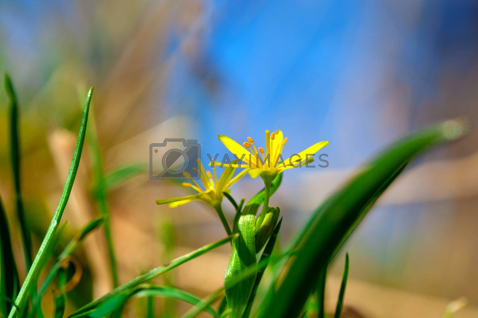 Royalty free image of Yellow Star-of-Bethlehem (Gagea lutea), yellow  spring flowers
 by motorolka