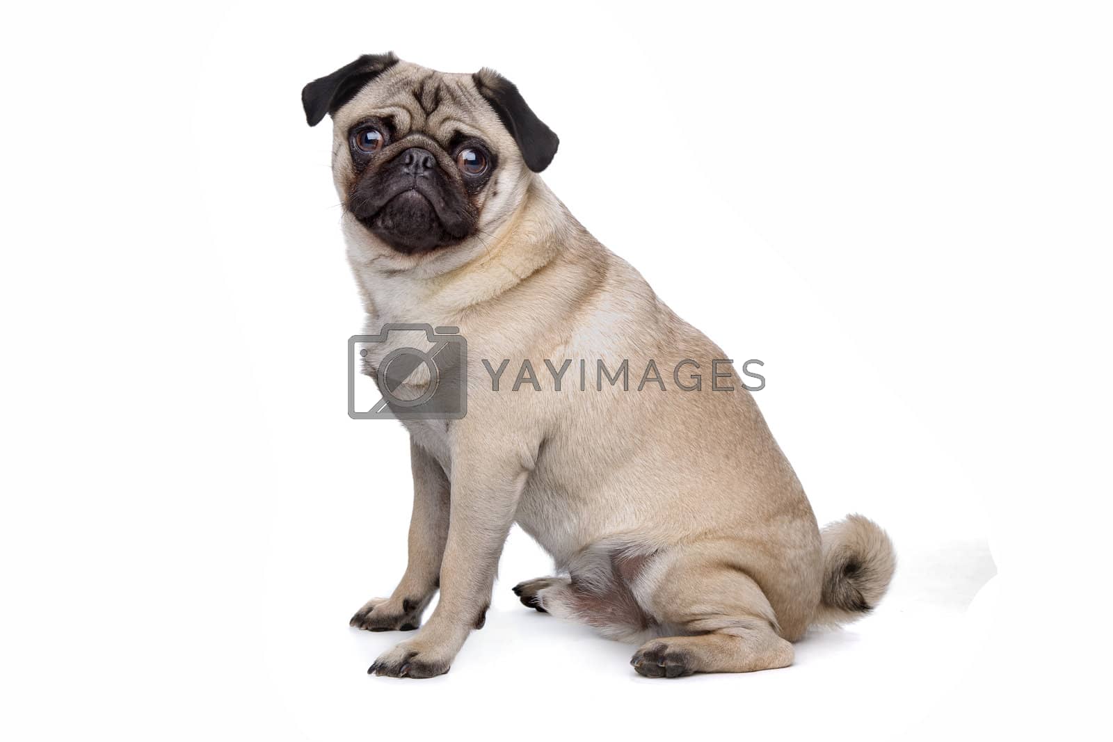 Royalty free image of Pug dog by eriklam